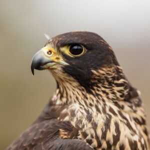 Peregrine falcon portrait