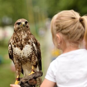 A young blond girl interacting with a hawk