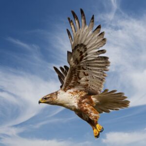 Ferruginous hawk soaring through the air