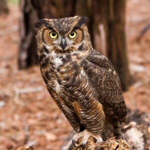 Great horned owl perched in the woods